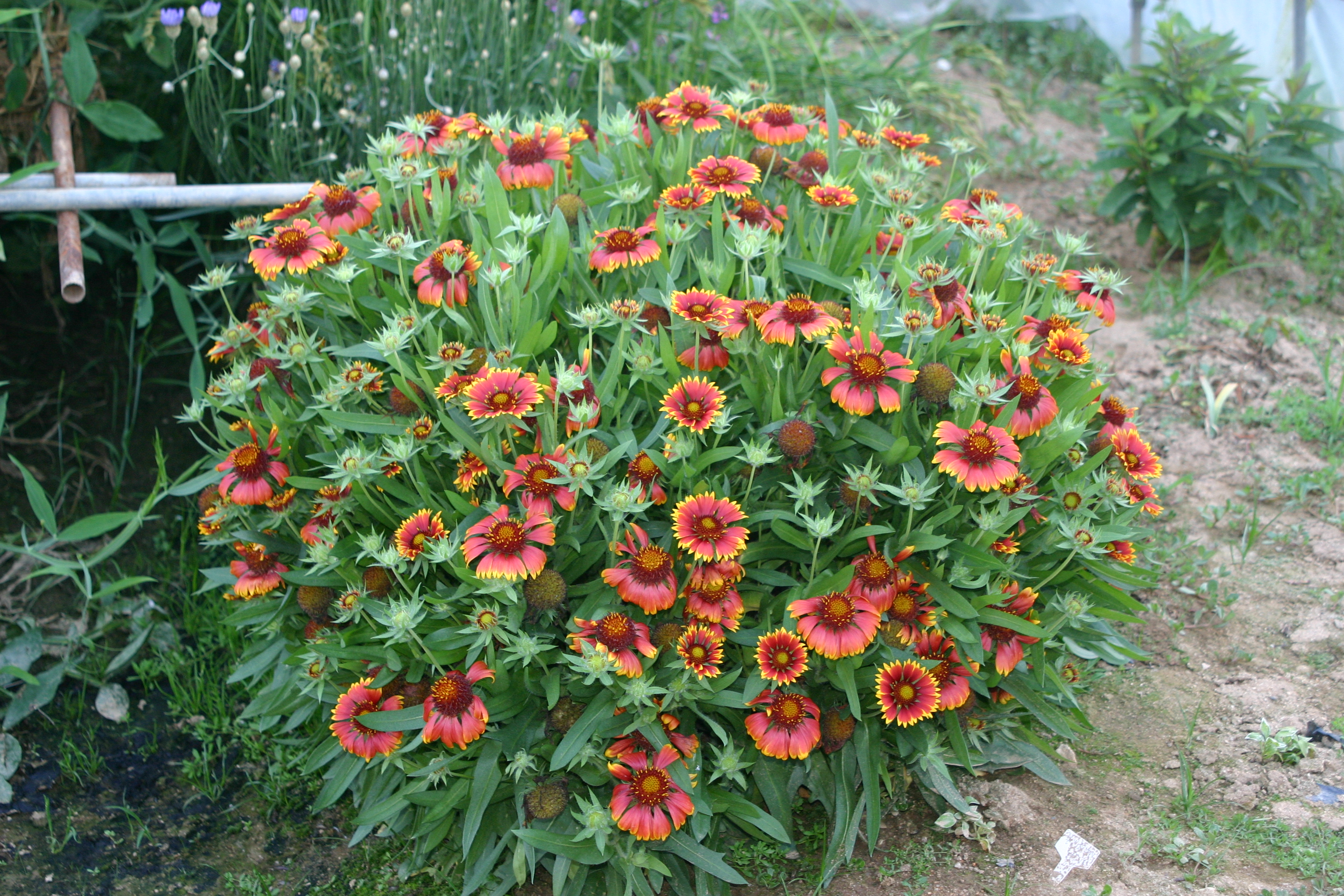 Gaillardia grandiflora ‘Goblin’